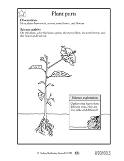 parts of a plant worksheet for first grade