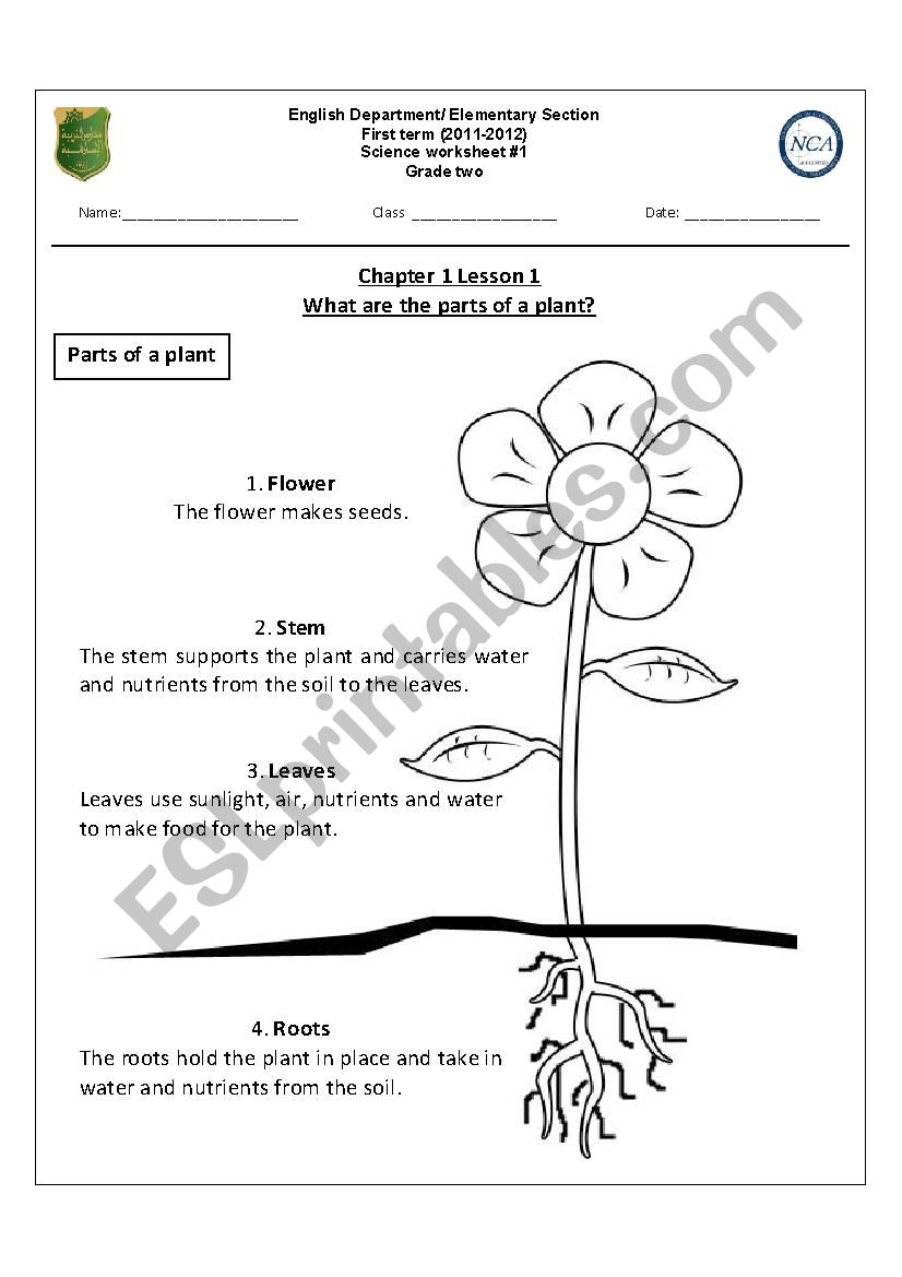 parts of a plant worksheet for first grade