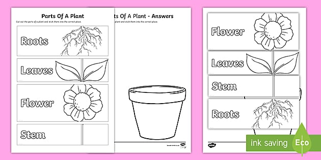 parts of a plant worksheet for kindergarten