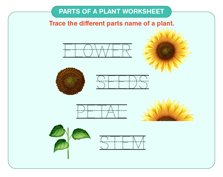 parts of a plant worksheet for kindergarten