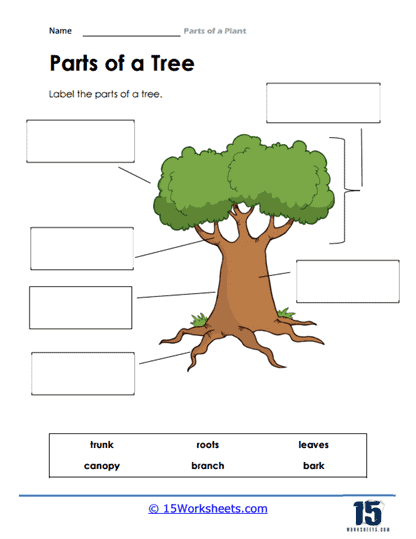 parts of a plant worksheet for kindergarten