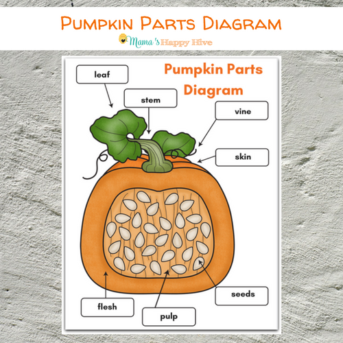 parts of a pumpkin worksheet