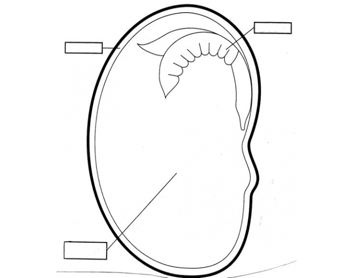 Parts of a Seed Quiz