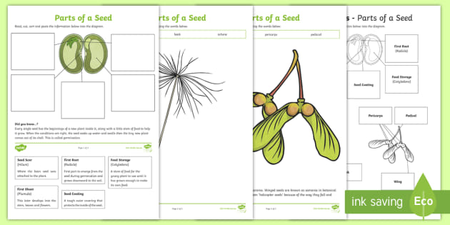 3 Parts of a Seed and Their Functions Worksheets - Twinkl