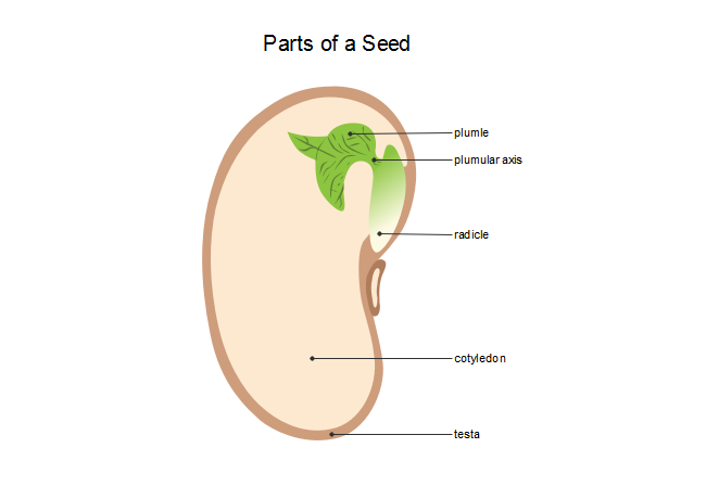 parts of a seed worksheet