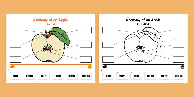 parts of an apple worksheet