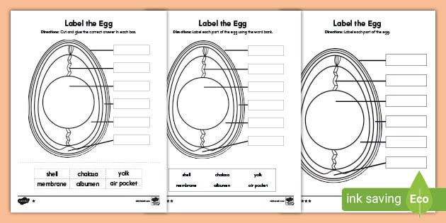 parts of an egg worksheet
