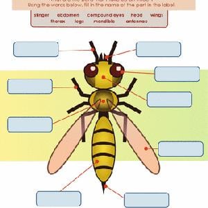 parts of an insect worksheet