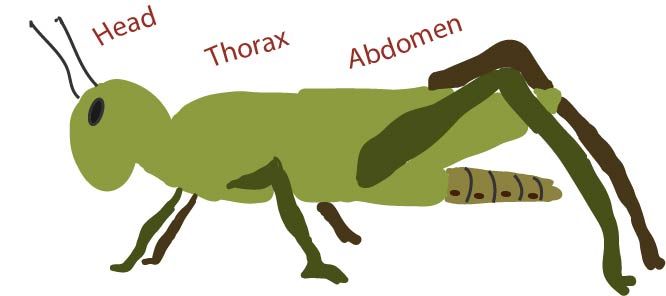 parts of an insect worksheet