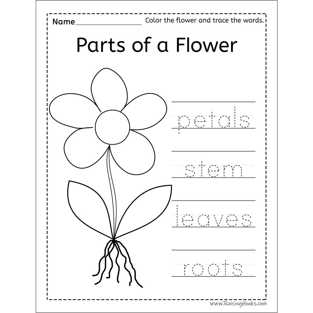 parts of flower worksheet