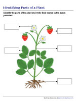 parts of plant worksheet