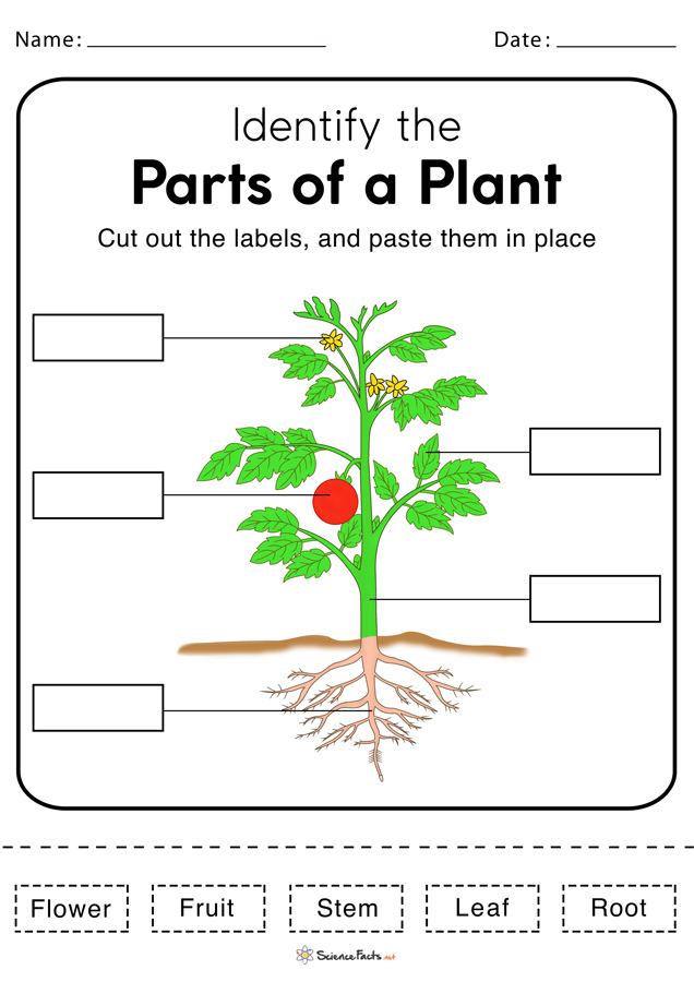 parts of plant worksheet