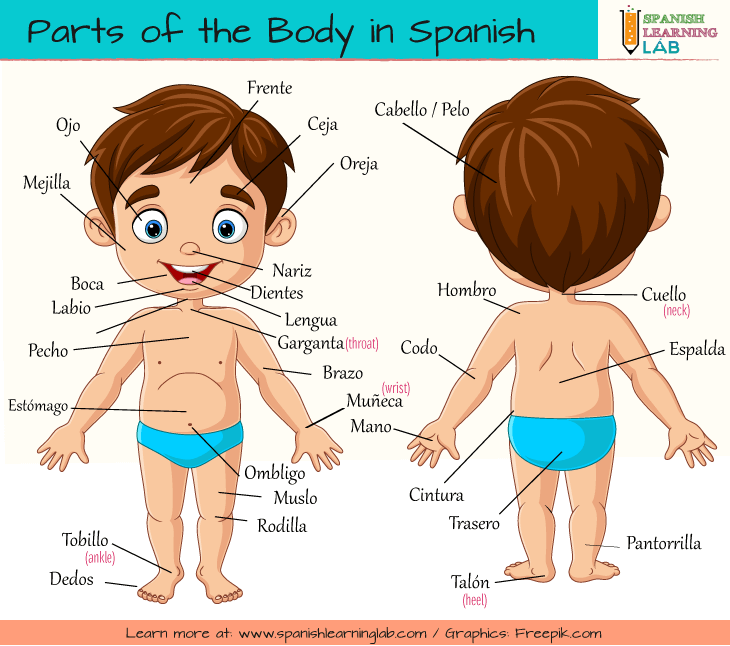 parts of the body in spanish worksheet