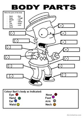 parts of the body worksheet