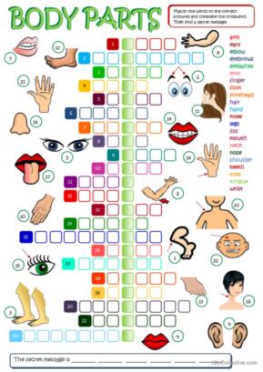 parts of the body worksheet