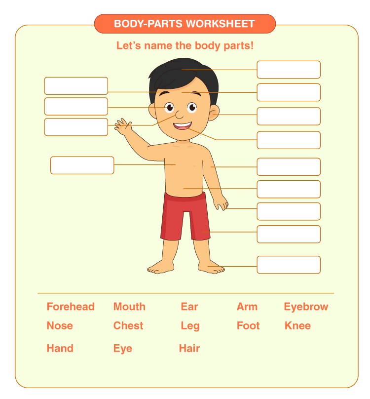 parts of the body worksheet