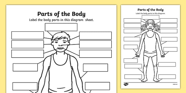 parts of the body worksheet