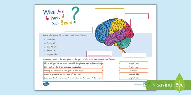 parts of the brain worksheet answers