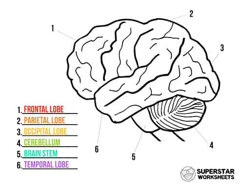 Human Brain Worksheets -Worksheets Library