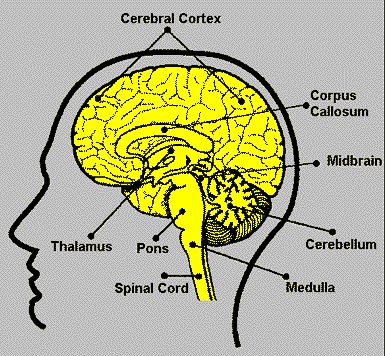 parts of the brain worksheet answers