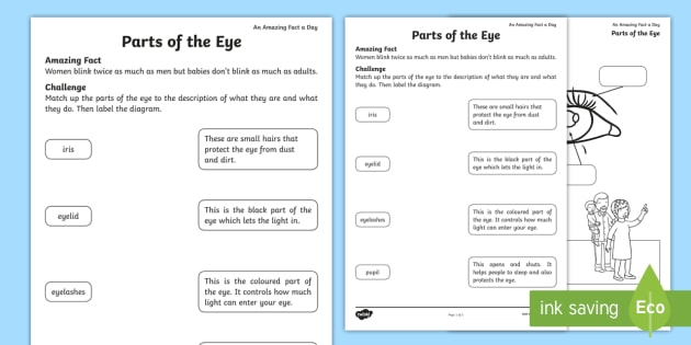 parts of the eye worksheet