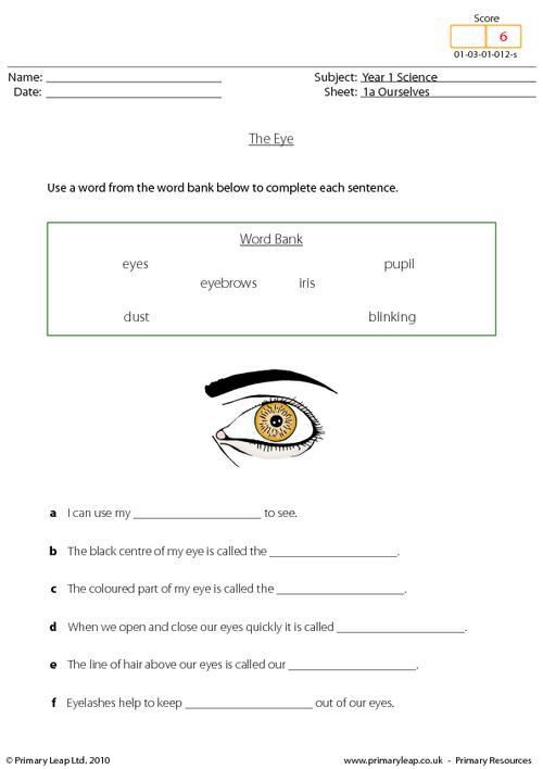 parts of the eye worksheet