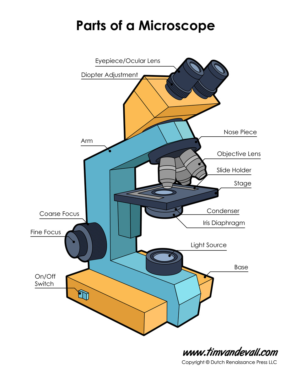 Microscope Diagram Labeled, Unlabeled and Blank | Parts of a ...
