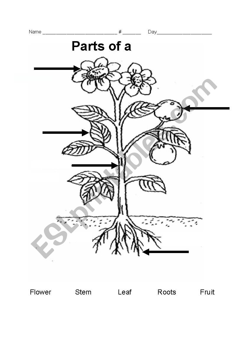 parts of the plant worksheet