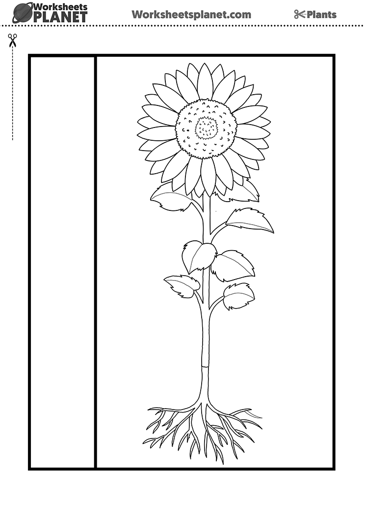 parts of the plant worksheet