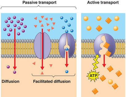Active and Passive Transport | 1.2K plays | Quizizz