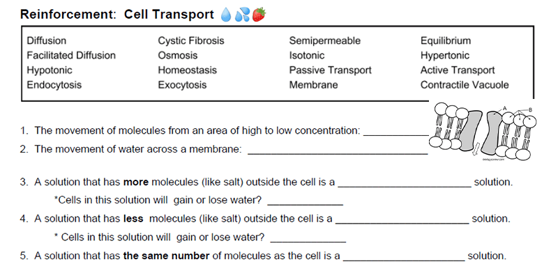 passive and active transport worksheet