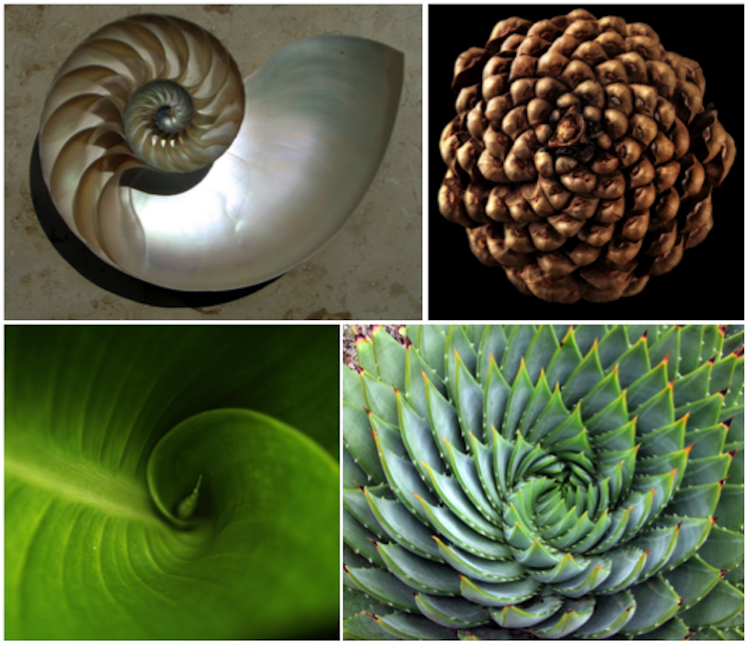 The themes of nature: Exploring repeating patterns in the natural ...