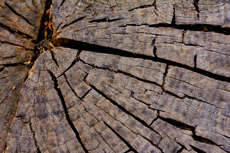 Natural Patterns: How they affect us in any interior - The ...