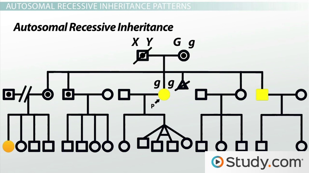 Pedigree Genetics &  Analysis | Definition &  Examples Video