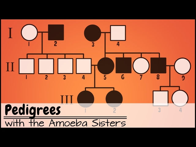 pedigree worksheet middle school