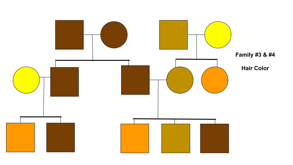 pedigree worksheet middle school
