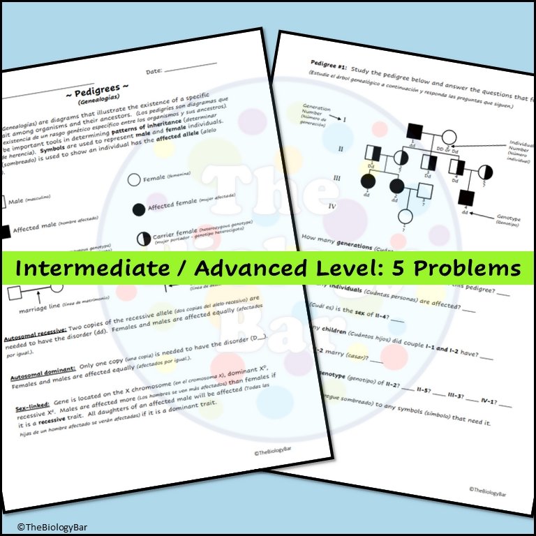 Genetics Pedigree Worksheet - Bilingual Marketplace