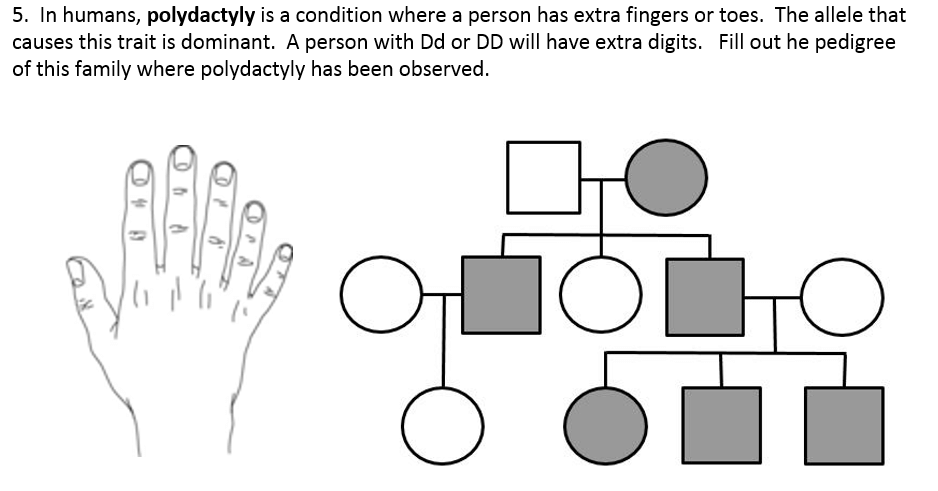 Analyzing Human Genetics Using Pedigree Charts
