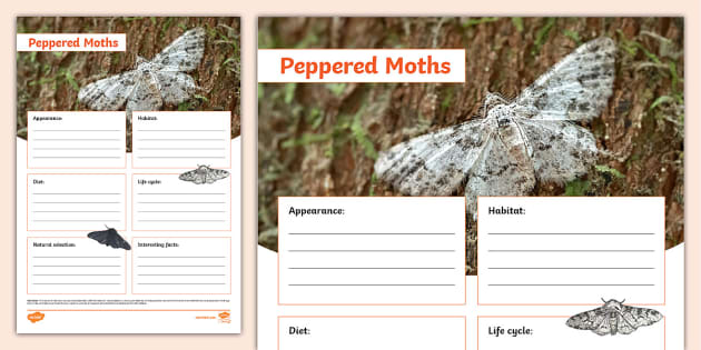 Peppered Moths Fact File Template (teacher made) Twinkl Worksheets