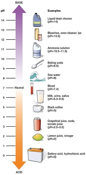 ph scale worksheet middle school