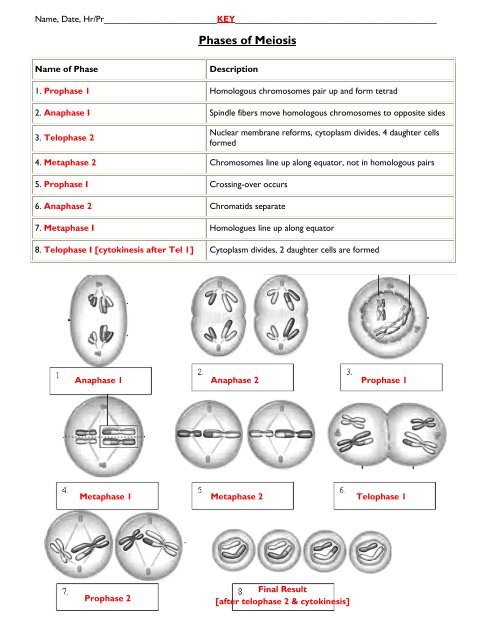 phases of meiosis worksheet answers