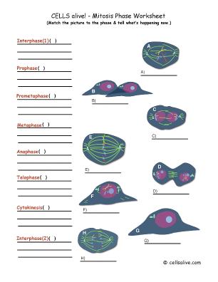 LifeSciTRC.org - Cells alive! - Mitosis Phase Worksheet