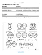 phases of meiosis worksheet key