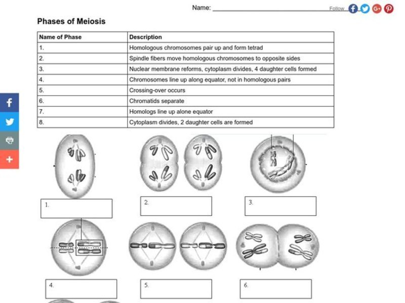 phases of meiosis worksheet key