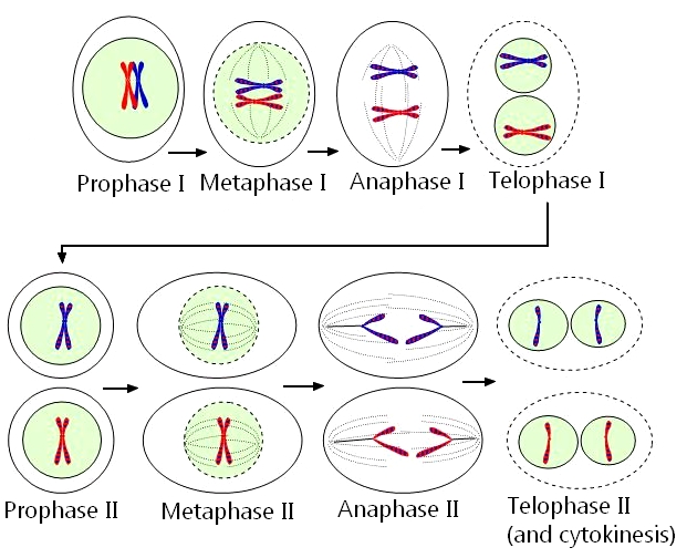 Notes: Meiosis and the Production of Gametes