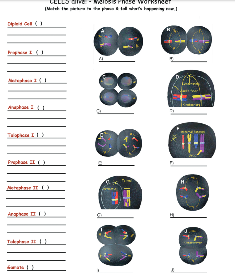 phases of meiosis worksheet