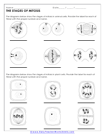 Mitosis and Meiosis Worksheets