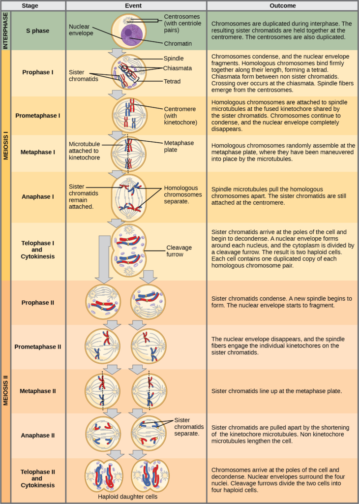 Meiosis | Stages, Significance, Phases &  Comparison