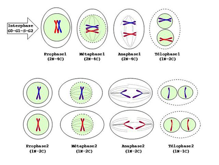 phases of meiosis worksheet
