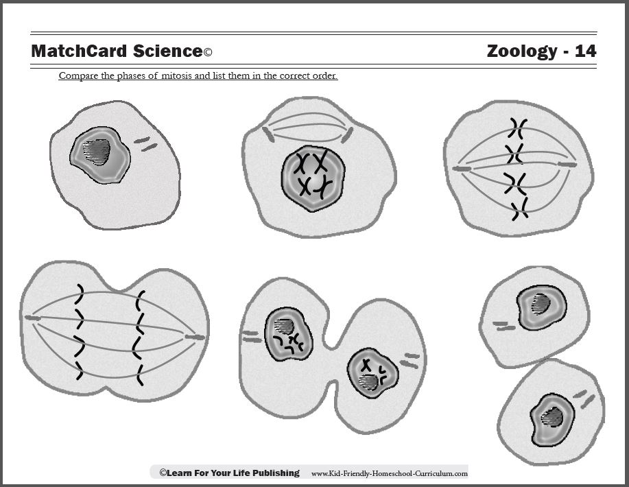 phases of meiosis worksheet